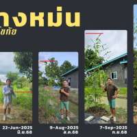 ไผ่ซางหม่นอายุ11เดือน-ที่สวนปันสุขสุโขทัย