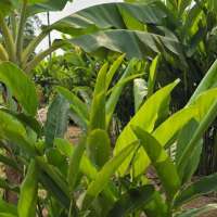 ข่าเกษตรแดงใหญ่-ปลูก90เหลือรอดเพียง20กอ