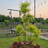 มุมนั่งชิลสบายๆกับทรงพุ่มสีทองที่สวนปันสุขสุโขทัย