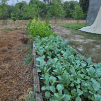 เมื่อความสุขเริ่มผลิใบ-แปลงผักข้างบ้านจิ๋ว-ก็เริ่มส่งยิ้มให้เรา