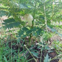 ดอกแค-ออกดอก-ให้ได้เก็บความสุขแล้ว